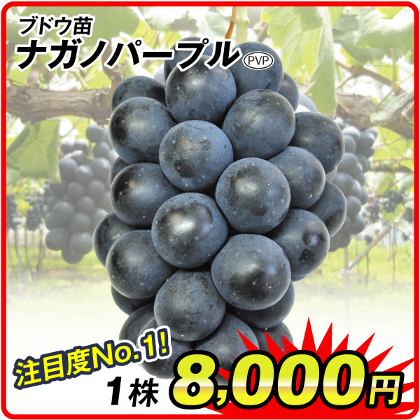 果樹苗ナガノパープル