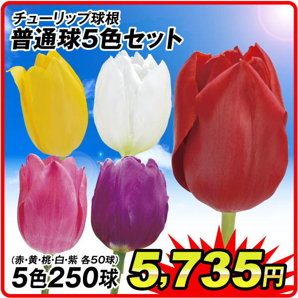 チューリップ普通球5色セット