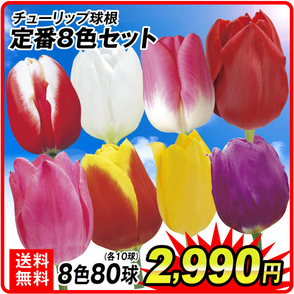 定番8色チューリップセット