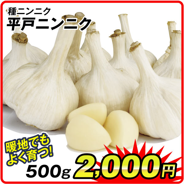 種ニンニク平戸500g