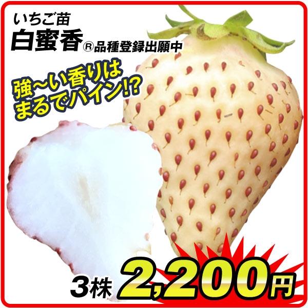 イチゴ苗白蜜香