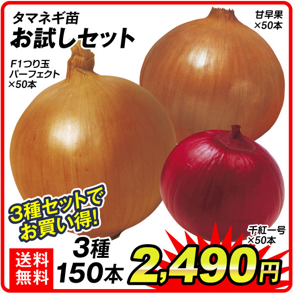 玉葱苗お試しセット