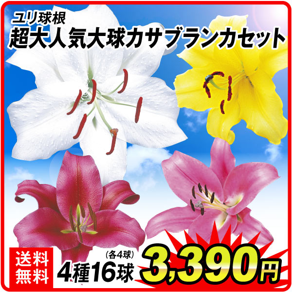 超大人気大球カサブセット