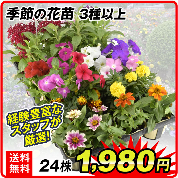 季節の花苗