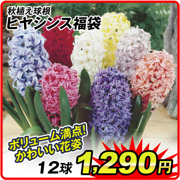 ヒヤシンス福袋