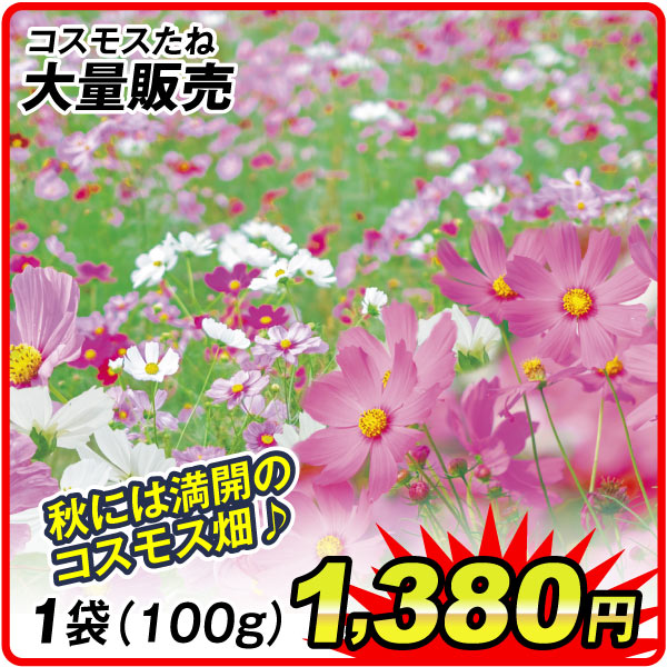 コスモス畑