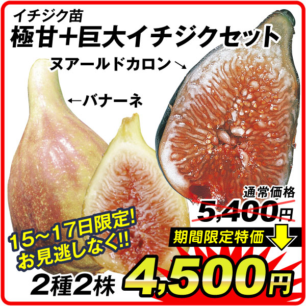 イチジク苗セット