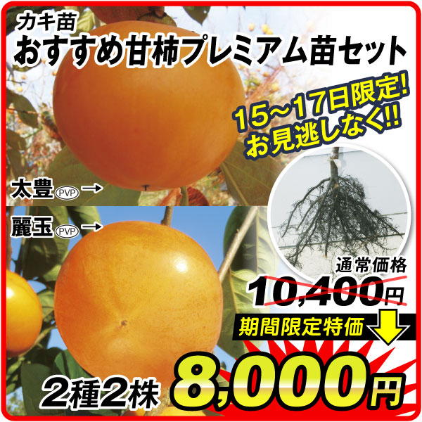 カキ苗セット