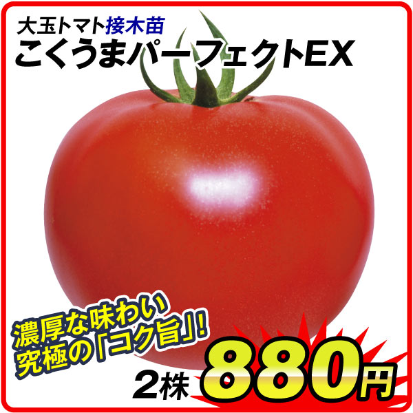 接木こくうまパーフェクト
