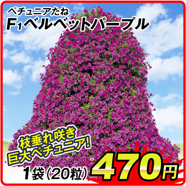 ペチュニアたね ベルベットパープル