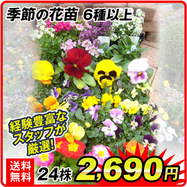 季節の花苗