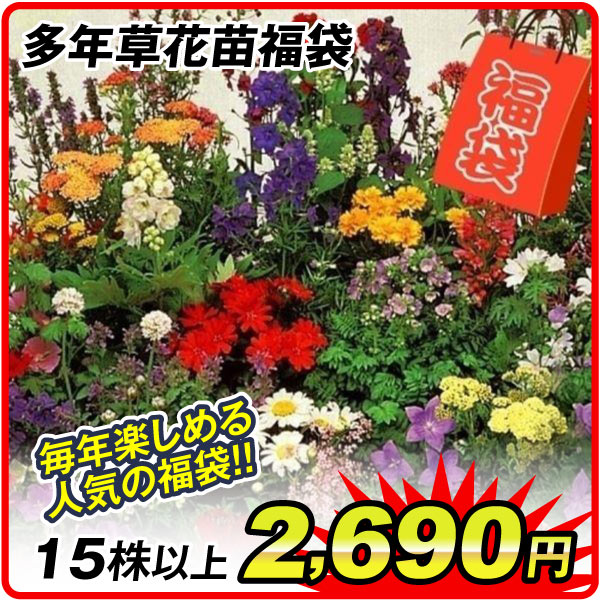 多年草花苗福袋