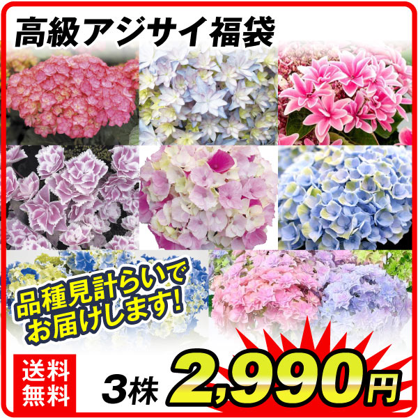 高級アジサイ福袋