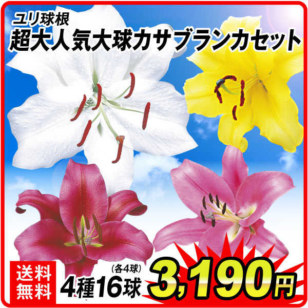 超大人気大球カサブランカ