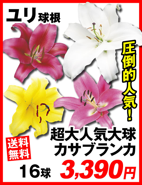 超大人気大球カサブランカ