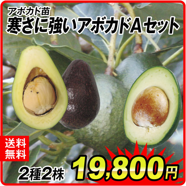 寒さに強いアボカドAセット