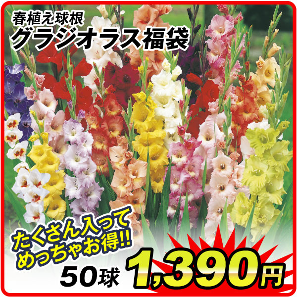 グラ福袋