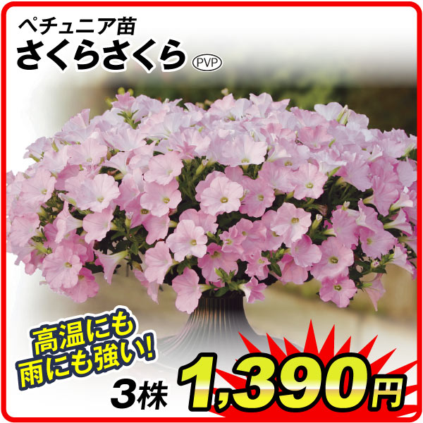 さくらさくら