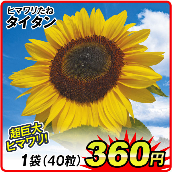 花たね タイタン