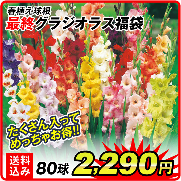 最終グラ福袋