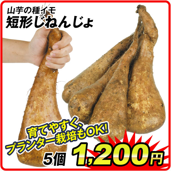短形じねんじょ