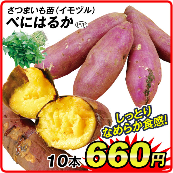 さつまいも苗べにはるか