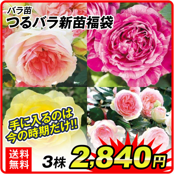 つるバラ新苗福袋