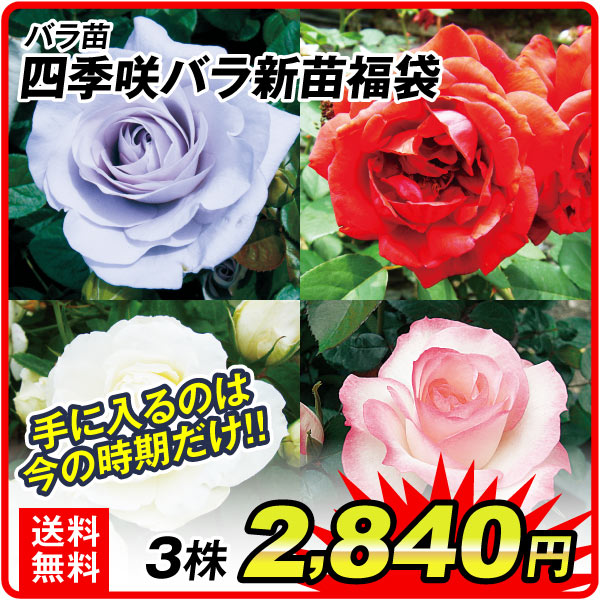 四季咲きバラ新苗福袋