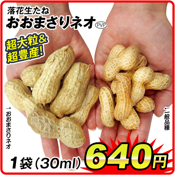 落花生たねおおまさりネオ