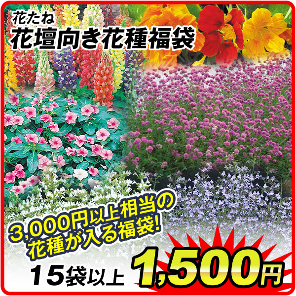 花壇向き花種福袋