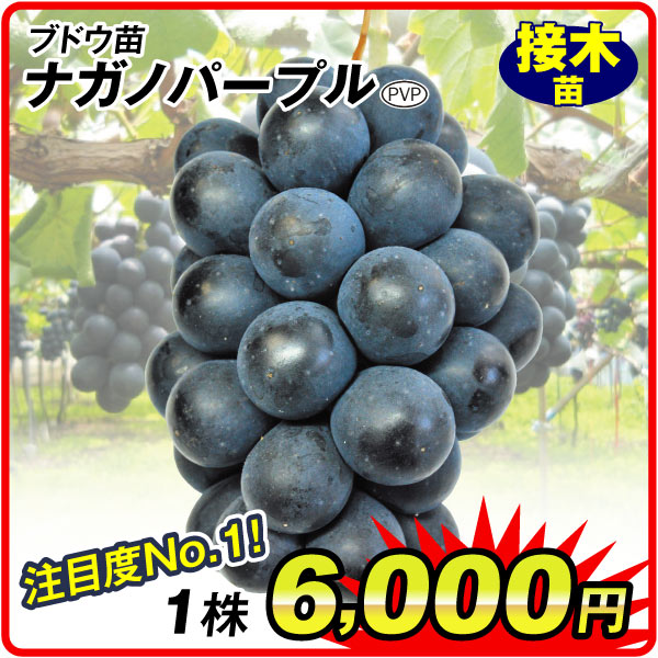接木ナガノパープル