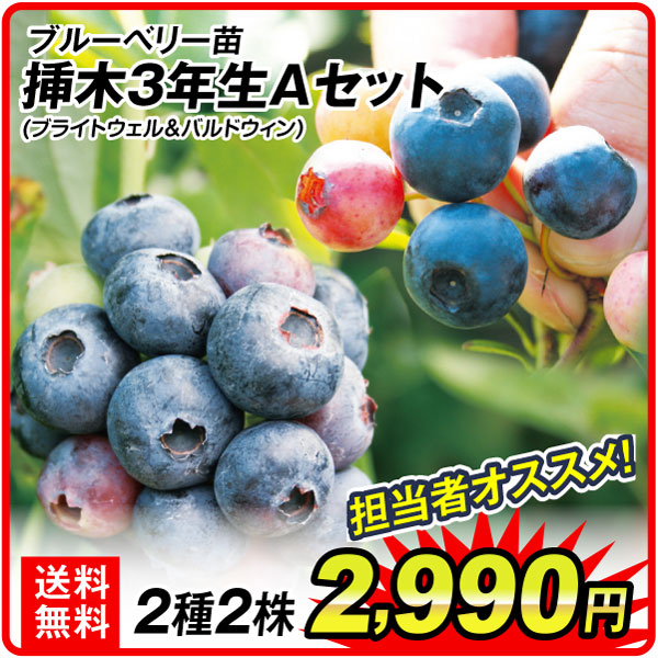 挿木ブルーベリー2種2株Aセット