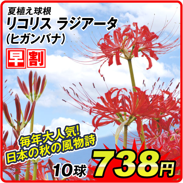 リコリス早割