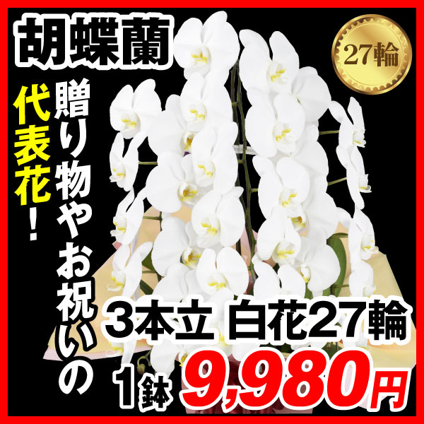 胡蝶蘭