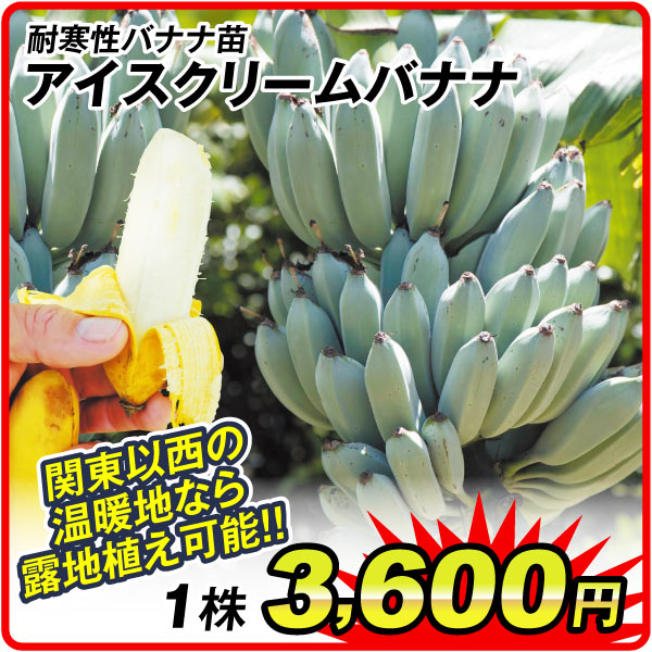 耐寒性バナナ苗アイスクリーム