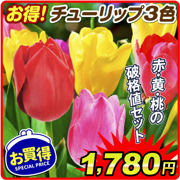 チューリップ
