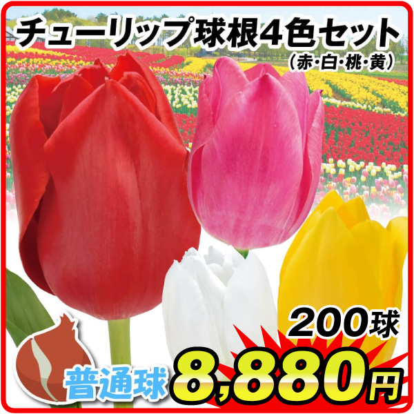 チューリップ4色200球