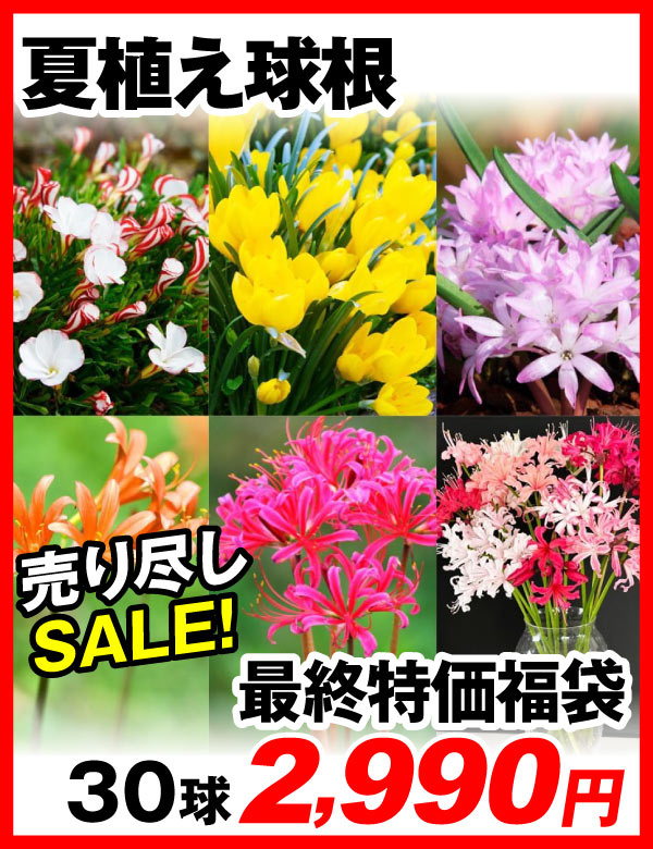 夏植え球根福袋