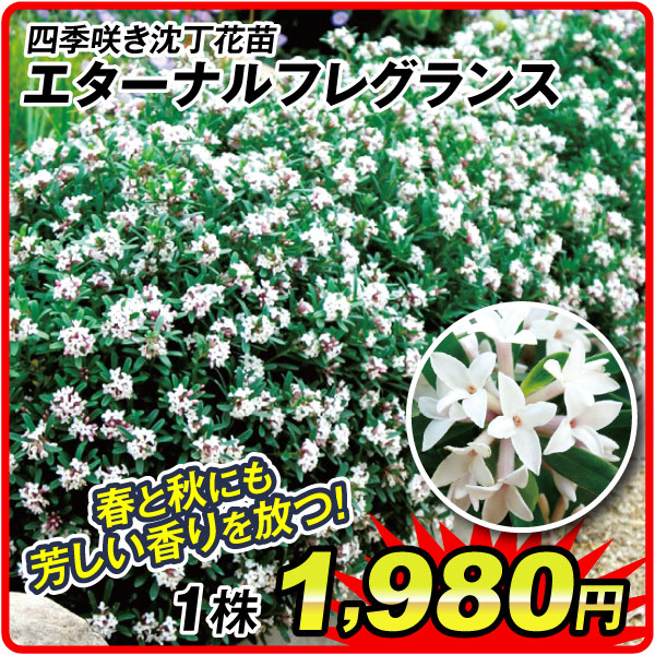 エターナルフレグランス