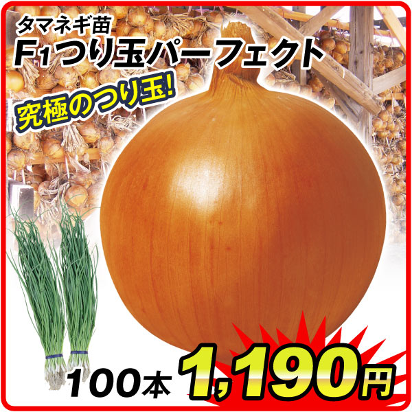 苗つり玉パーフェクト