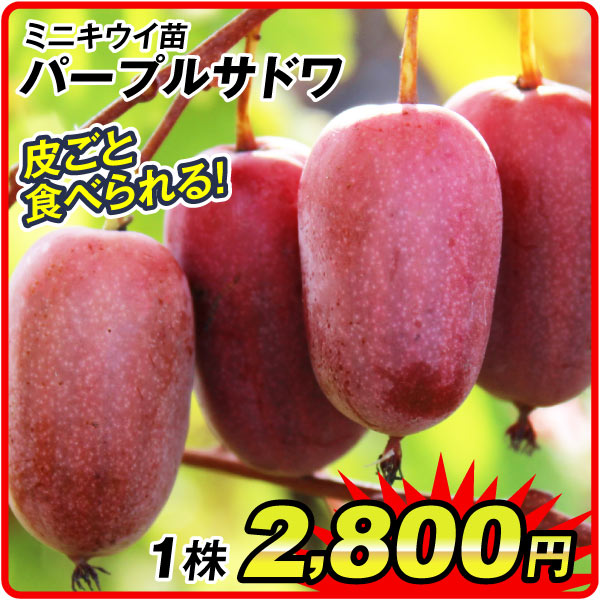 パープルキウイ苗