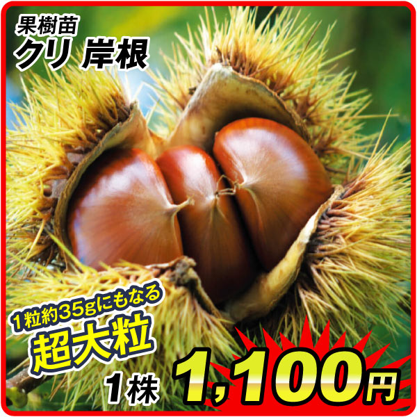 宿根クリ