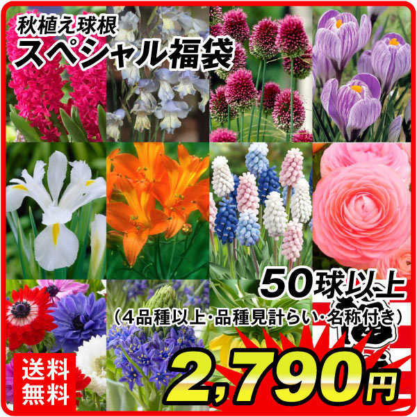 秋植え球根 スペシャル福袋