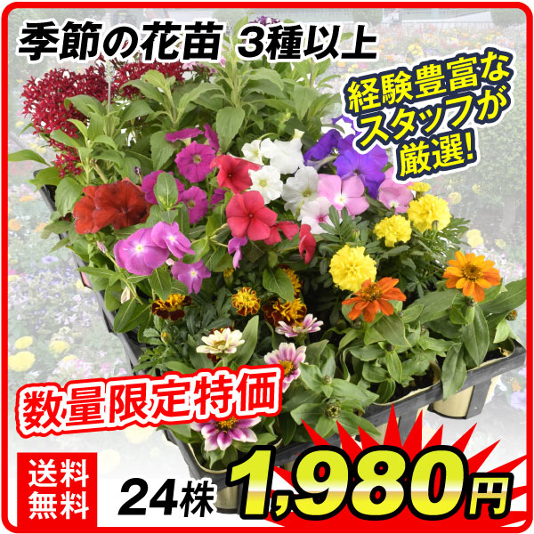 季節の花苗