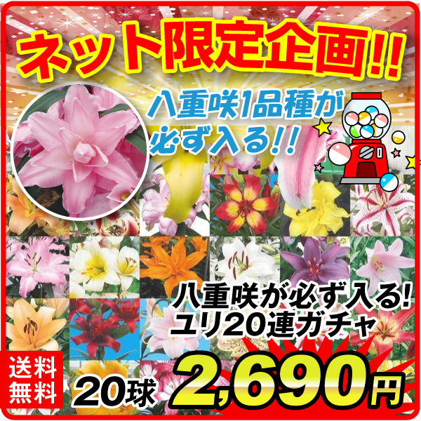 ユリ20連ガチャ