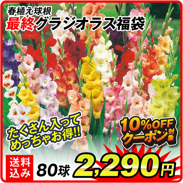 グラジオラス最終福袋