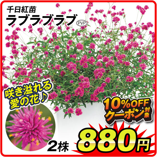 千日紅ラブラブラブ
