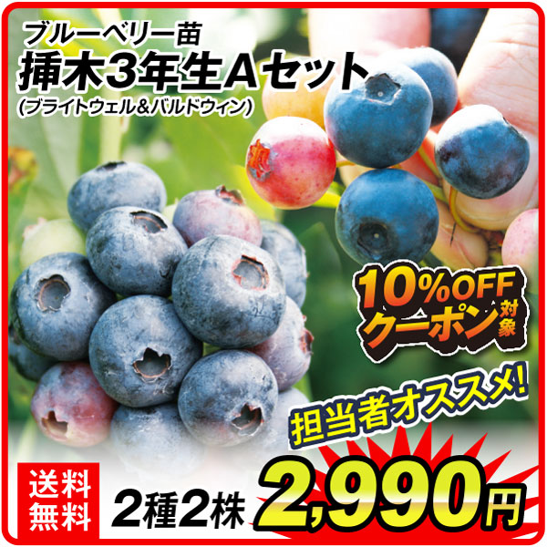 ブルーベリー苗Aセット