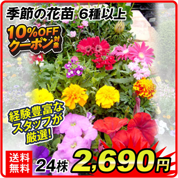 季節の花苗