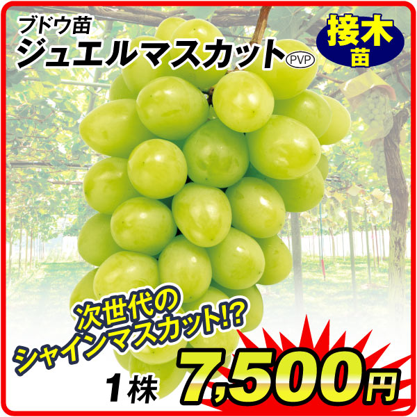 ジュエルマスカット